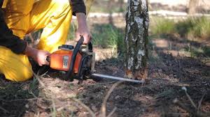 Best Tree Risk Assessment  in Waukesha, WI