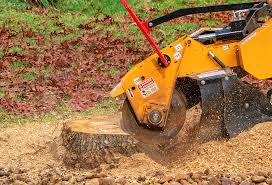 Best Tree Disease Treatment  in Waukesha, WI