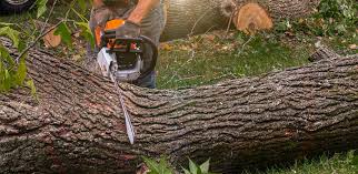 Best Arborist Consultation Services  in Waukesha, WI