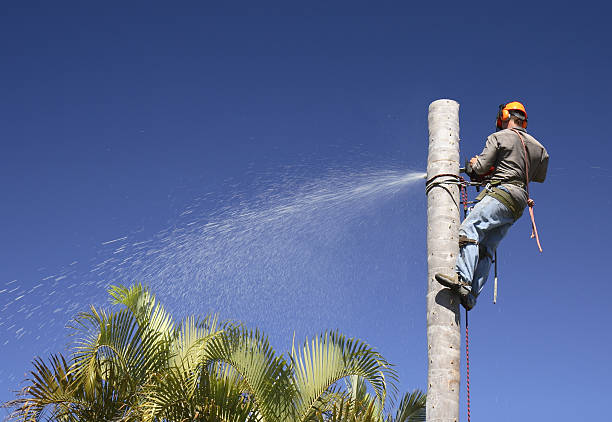 Best Tree Cabling and Bracing  in Waukesha, WI