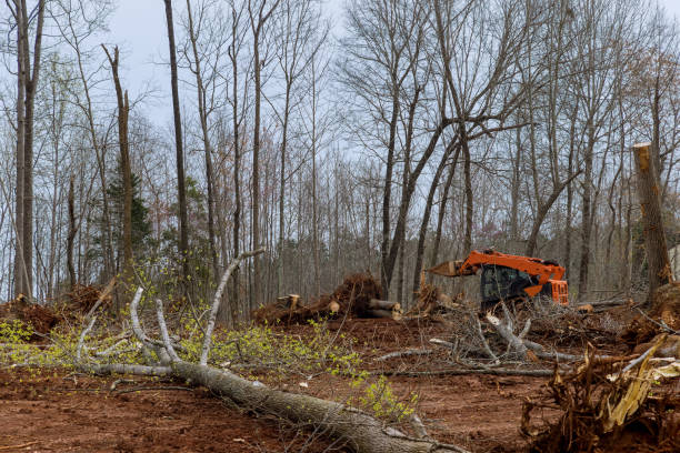 Best Tree Preservation Services  in Waukesha, WI