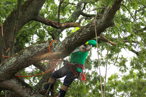 Best Leaf Removal  in Waukesha, WI