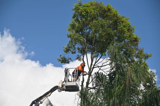 Professional Tree Care in Waukesha, WI
