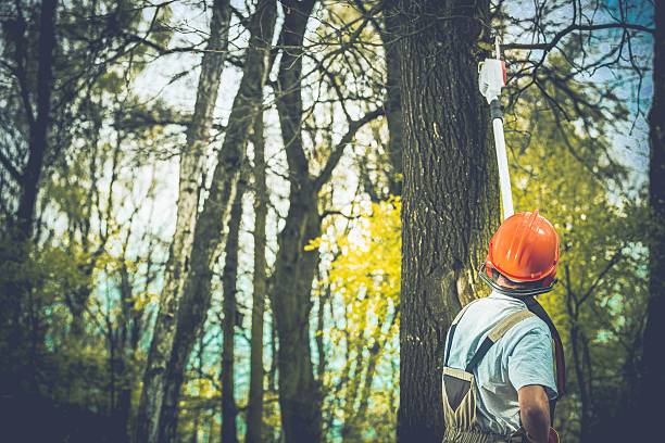 Best Tree Health Inspection  in Waukesha, WI